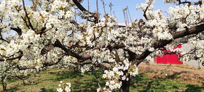 秋月授粉用梨花粉新高授粉用梨花粉新品种梨花粉