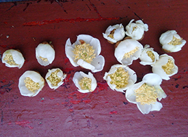 采收上的猕猴桃雄花